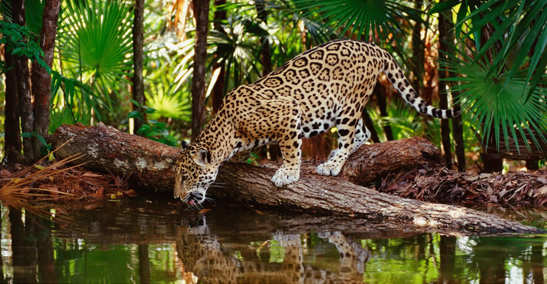 Chiapas